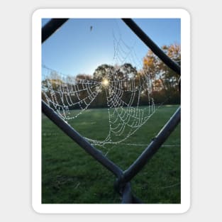 Dewy Spiderweb Sticker